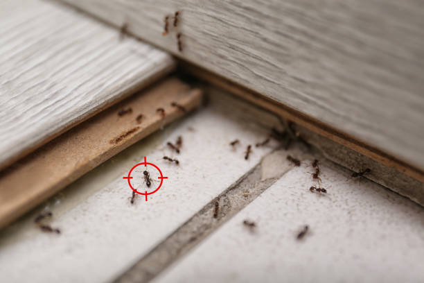 Best Wasp Removal Services  in Gate City, VA