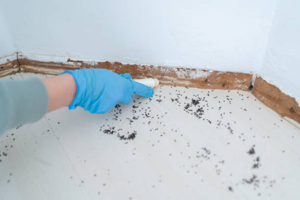 Best Insect Control  in Gate City, VA